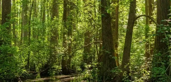 How preserving forests is an exigency to sustain life