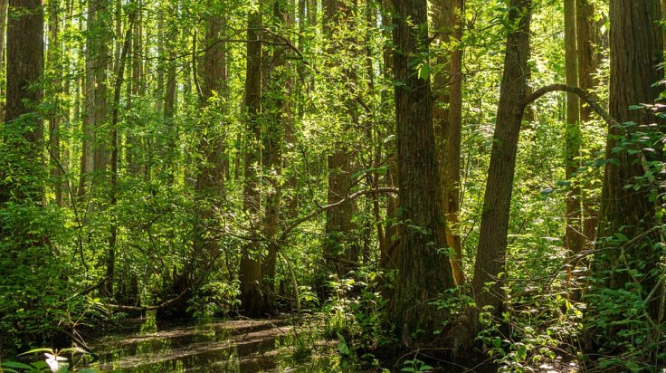 Essential Reasons to Preserve Forests for Life Sustainability