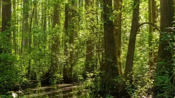 How preserving forests is an exigency to sustain life