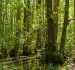 How preserving forests is an exigency to sustain life