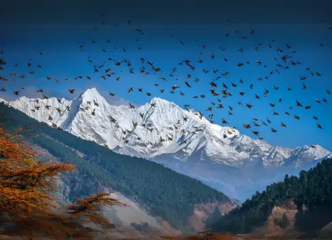Design of Migration